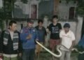 Ngeri! Ular Sanca Sepanjang 3 meter Muncul di Bawah Kasur warga Bojonggede