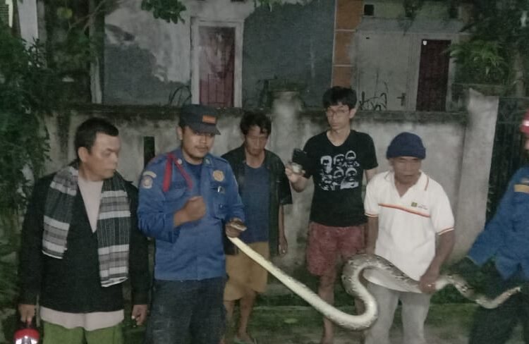 Ngeri! Ular Sanca Sepanjang 3 meter Muncul di Bawah Kasur warga Bojonggede
