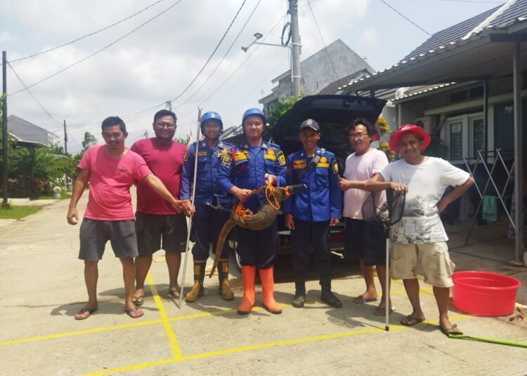 Damkar Parung Panjang Evakuasi Biawak Sepanjang 2 meter yang Masuk ke Mobil Warga