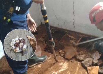 Tiga Ekor ular dan Belasan Telur Kobra Ditemukan Bersarang di Bawah Keramik Rumah