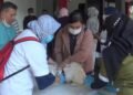 Rentan Terkena Rabies, Ratusan Hewan Jalani Vaksinasi Gratis
