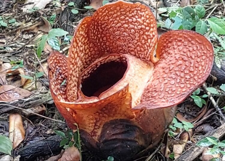 Rafflesia Arnoldii R.Br Mekar di Kebun Raya Bogor, Pertama Kali di Dunia