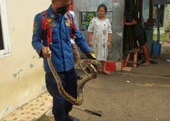 Petugas Damkar Amankan Ular Sanca Sepanjang 2 Meter yang Ingin Masuk ke Rumah Warga
