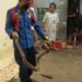 Petugas Damkar Amankan Ular Sanca Sepanjang 2 Meter yang Ingin Masuk ke Rumah Warga