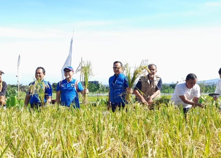 Melihat Panen Padi Organik di Mulyaharja