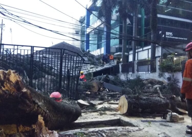 Tak Ada Hujan dan Angin, Pohon Pinus Besar Tumbang Timpa Rumah Warga
