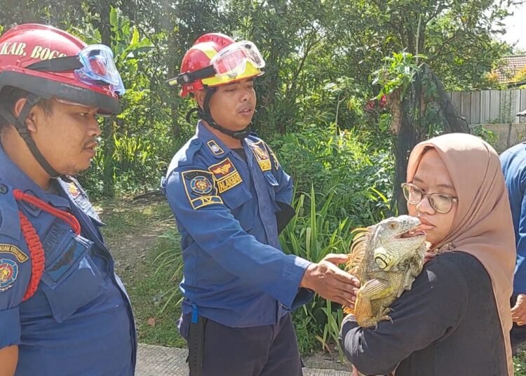 Petugas Damkar Evakuasi Iguana di Atas Pohon, Sudah Sepekan Kabur dari Pemiliknya