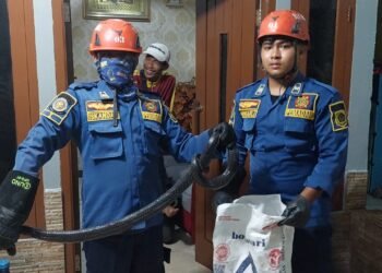 Petugas Damkar Evakuasi Ular Kobra Sepanjang Dua Meter yang Masuk ke Dapur Rumah Warga