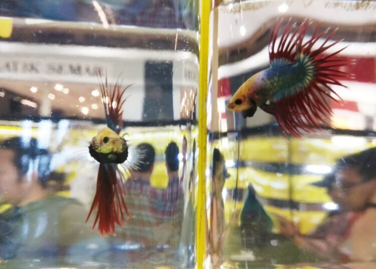 Ratusan Cupang Tanah Air dan Luar Negeri Adu Cantik di Bogor 