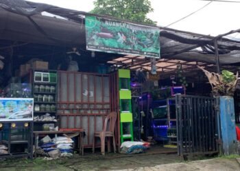 Depo Ikan Hias Cikaret dan Laladon Banyak yang Tutup