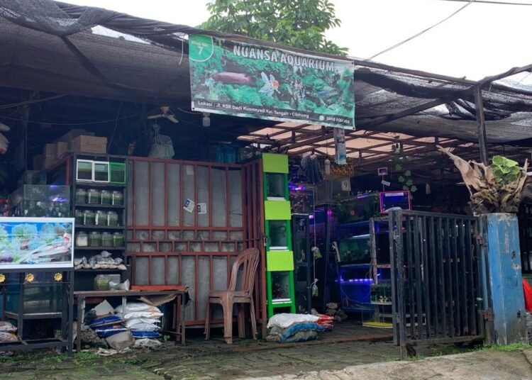 Depo Ikan Hias Cikaret dan Laladon Banyak yang Tutup