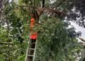 Serangan Tawon di Desa Lulut Klapanunggal, 6 Orang Jadi Korban