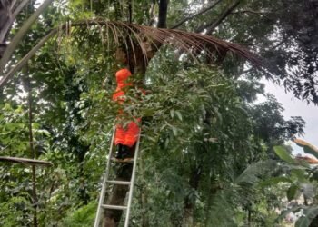 Serangan Tawon di Desa Lulut Klapanunggal, 6 Orang Jadi Korban