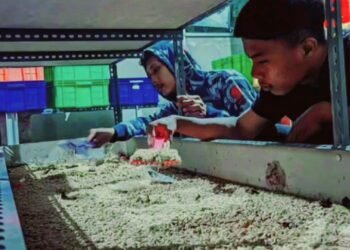 Budidaya Magot Peluang Bisnis Yang Menjajikan