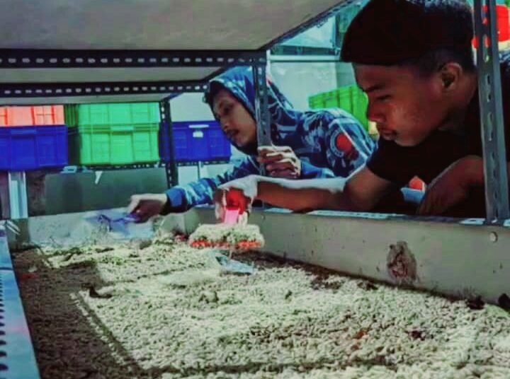 Budidaya Magot Peluang Bisnis Yang Menjajikan