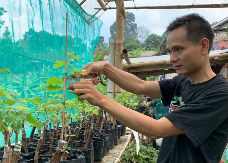 Berawal Dari Hobi, Mustafa Bisa Menikmati Cuan Dari Budidaya Bibit Anggur Impor