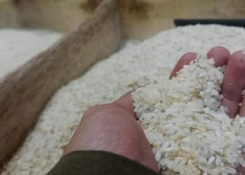 Akibat Cuaca Tidak Menentu, Pedagang Keluhkan Kualitas Beras