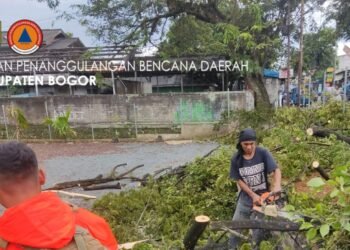 Angin Kencang Tumbangkan Pohon Besar di Jonggol, Dua Pemotor Terluka