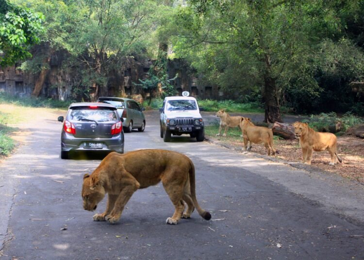 Pengunjung TSI Bogor Jangan Hentikan Kendaraan Saat Safari Journey di Satwa Buas