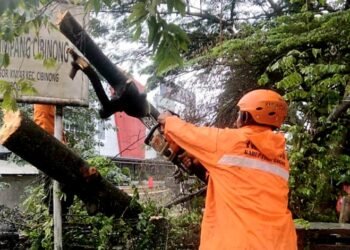 Pohon Tumbang Dekat Terminal Cibinong Aktivitas Sempat Terganggu