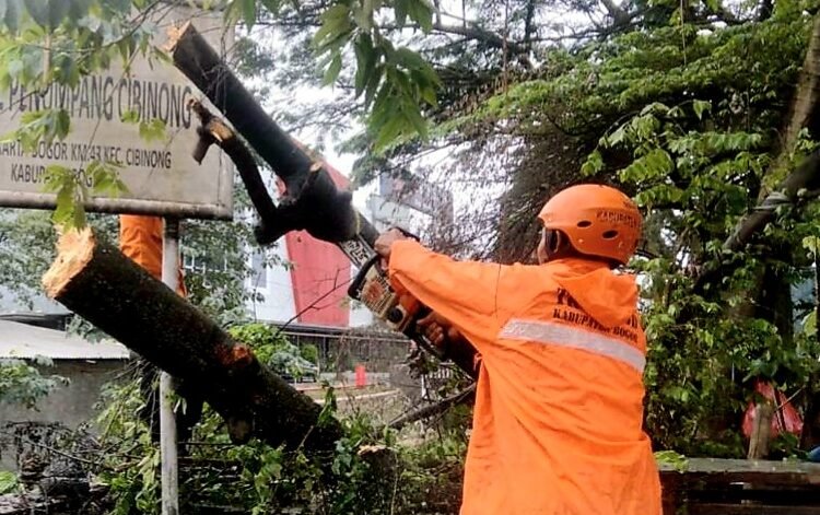 Pohon Tumbang Dekat Terminal Cibinong Aktivitas Sempat Terganggu