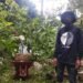 Petani di DKPP Selamatkan Aset Tanaman