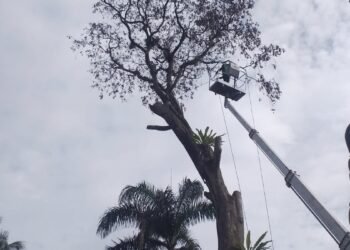 Curah Hujan Tinggi, Disperumkim Pangkas Pohon Rawan Tumbang