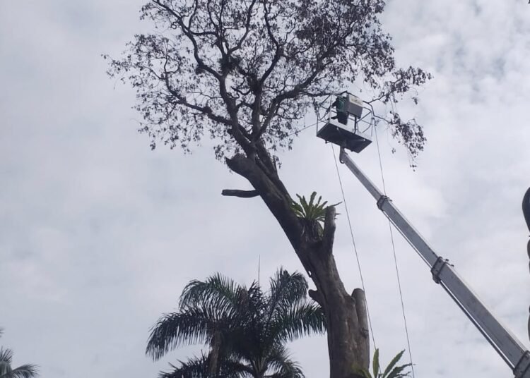 Curah Hujan Tinggi, Disperumkim Pangkas Pohon Rawan Tumbang