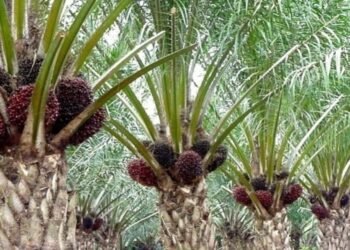 Kunci Peningkatan Produktivitas Sawit Nasional