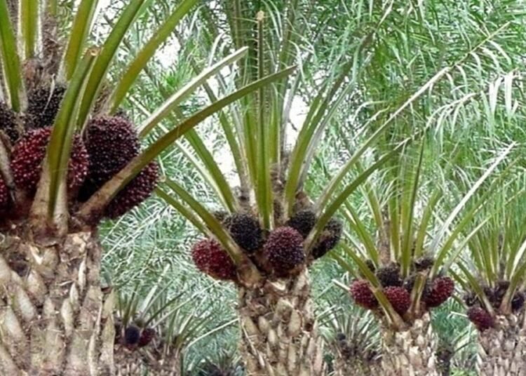 Kunci Peningkatan Produktivitas Sawit Nasional