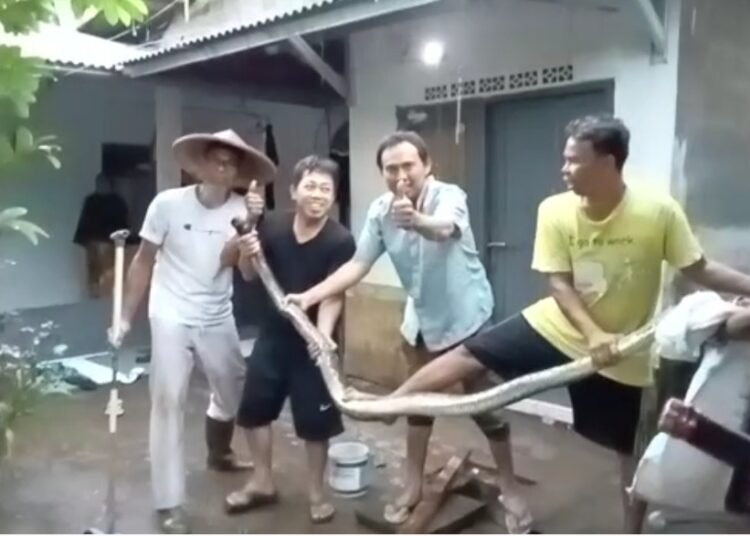 Meresahkan, Ular Sanca Tiga Meter Ditangkap Warga Bantarjati