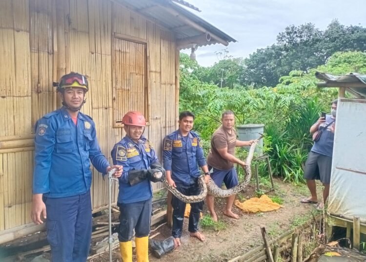 Ular Sanca 4 Meter yang Ditangkap Petugas Damkar Bogor
