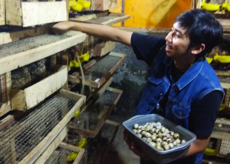 Segudang Manfaat dari Burung Puyuh