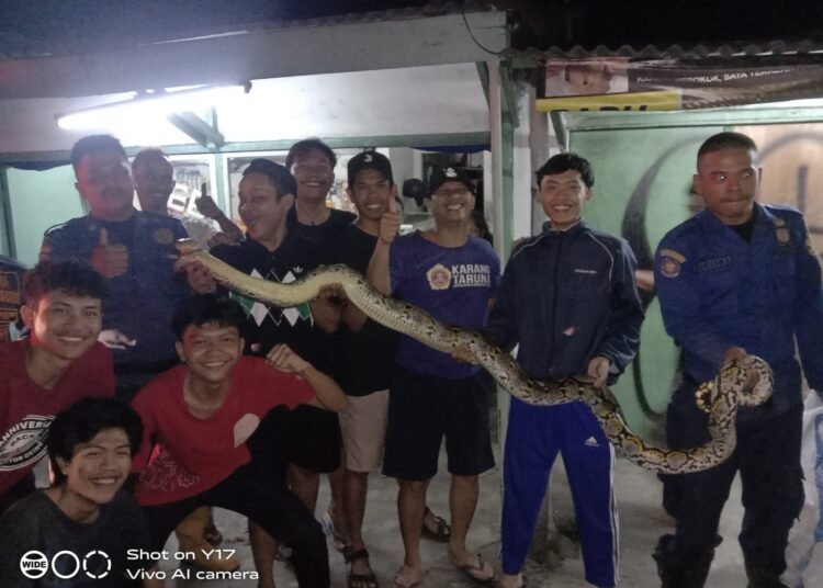 Ular sanca 3 meter usai dievakuasi Tim Rescue Damkar Kabupaten Bogor, dari sebuah warteg di Nanggewer, Cibinong.
