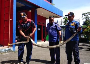 Pagi-pagi, Warga Kota Bogor Dikejutkan Ular Sanca Besar di Rumahnya