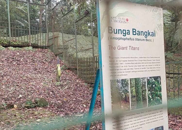 Bunga Bangkai Amorphophallus Titanium Becc yang siap mekar di Kebun Raya Cibodas