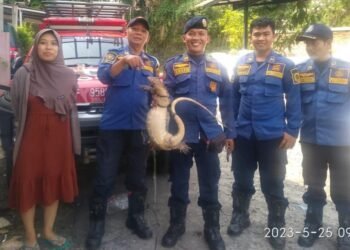 Petugas Damkar Evakuasi Biawak Yang Bersarang Di Plafon Rumah Warga