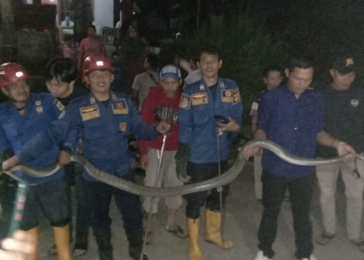 Petugas rescue damkar kabupaten bogor usai menangkap ular king kobra sepanjang 5 meter.