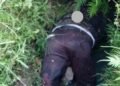 Geger, Seorang Pria Ditemukan Tewas Di Pinggir Jalan Raya Jasinga