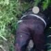 Geger, Seorang Pria Ditemukan Tewas Di Pinggir Jalan Raya Jasinga