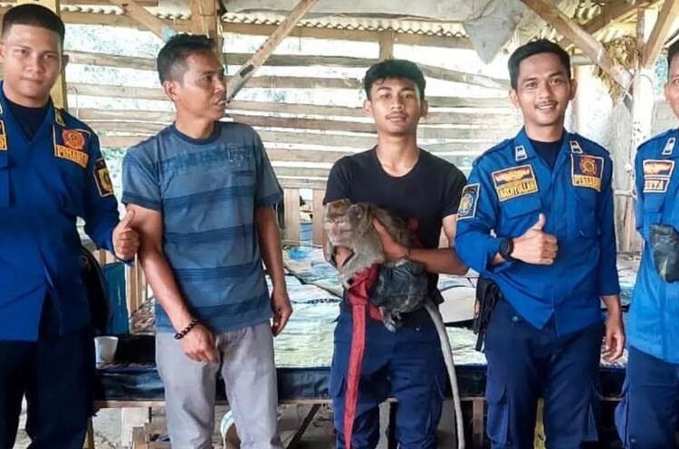 Petugas Damkar Leuwiliang Tangkap Monyet Pengganggu Warga