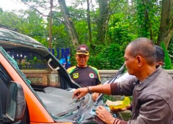 Pohon Tumbang Timpa Mobil di Bogor, Pengemudi Terluka