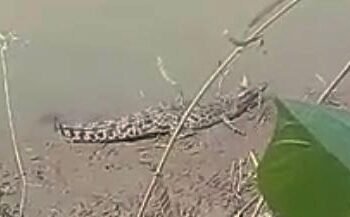 Heboh Buaya Muncul di Sungai Cidurian, BKSDA Duga Satwa Peliharaan yang Dibuang