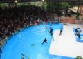 Sea Lion World Day 2023, Yuk! Visit Taman Safari Bogor dan Menangkan Hadiah Menariknya