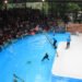Sea Lion World Day 2023, Yuk! Visit Taman Safari Bogor dan Menangkan Hadiah Menariknya