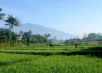Fenomena Elnino, Puluhan Ribu Hektar Sawah Di Kabupaten Bogor Terancam Kekeringan