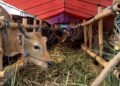 Jelang Idul Adha, Harga Sapi di Bojonggede Stabil