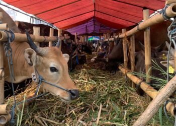 Jelang Idul Adha, Harga Sapi di Bojonggede Stabil