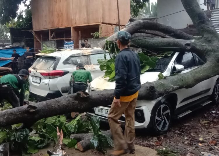 Antisipasi Pohon Tumbang di Kota Bogor Masih Lemah