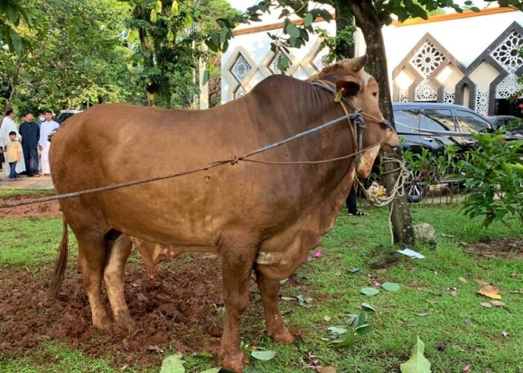 Hari Raya Qurban, DKM Mesjid Baitul Faidzin Terima Limosin 6 Kwintal Dari Pemkab Bogor